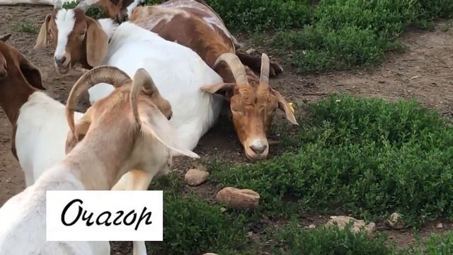 ХОРОШО В ДЕРЕВНЕ ЛЕТОМ, НО ЕСТЬ ОДИН МАЛЕНЬКИЙ МИН? смотреть онлайн