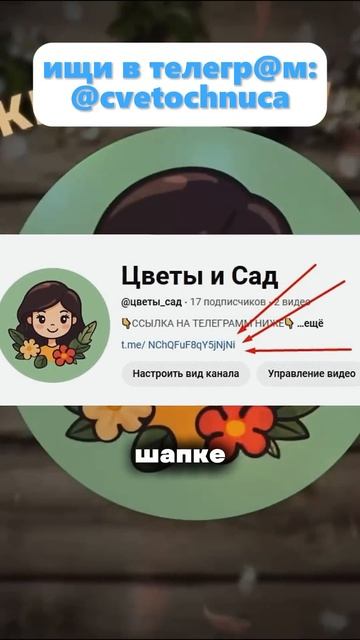Антуриум гибнет поэтому.Эту ошибку допускает 99% цвето? смотреть онлайн