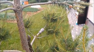 Сосна ниваки из сосны обыкновенной своими руками в те?