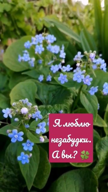 #незабудка #любимыецветы #цитатысосмыслом #svetochka_ign #см смотреть онлайн