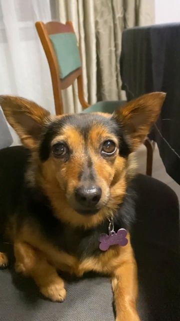 Быть красивым - большая ответственность #собачьяжизнь смотреть онлайн