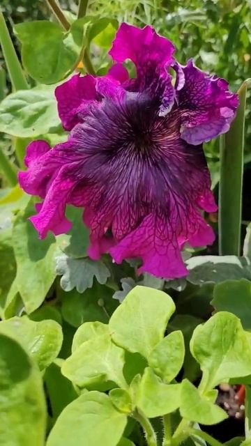 Що сіяла,а що виросло.Петунія Бордо F1. #ukraine #квіти #пету смотреть онлайн