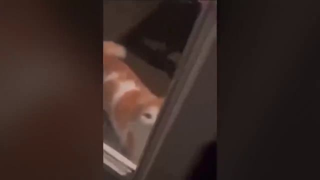 КотЭ (2) смотреть онлайн