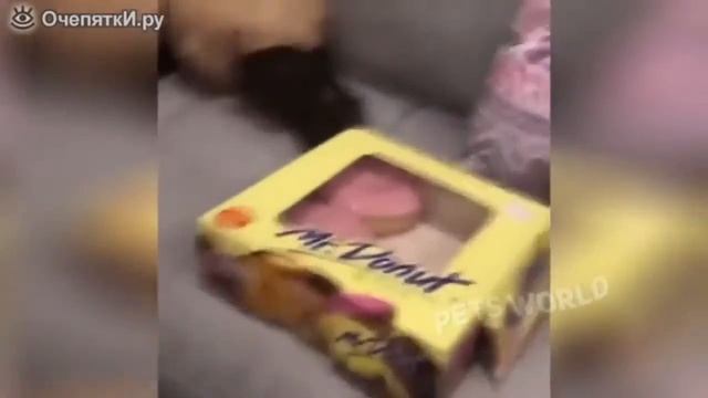 Посмейся сдесь животные!