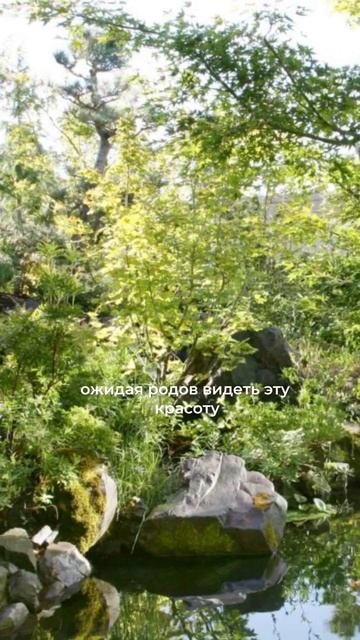 Как вам лечебный сад? #ландшафтныйдизайн #ландшафт #ле?