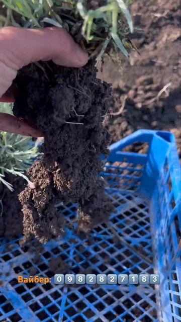 #саджанці Гвоздика смотреть онлайн