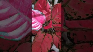 Красавица аглаонема Ред Бьюти для вас❤