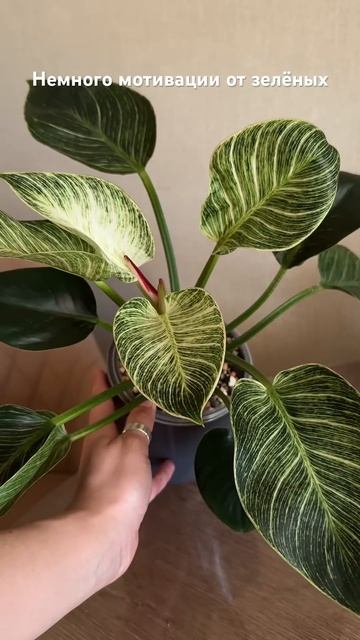 Рубрика до/после 💚 фикус эластика, филодендрон бирки? смотреть онлайн