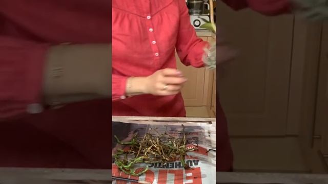 Корни орхидей в открытой системе смотреть онлайн