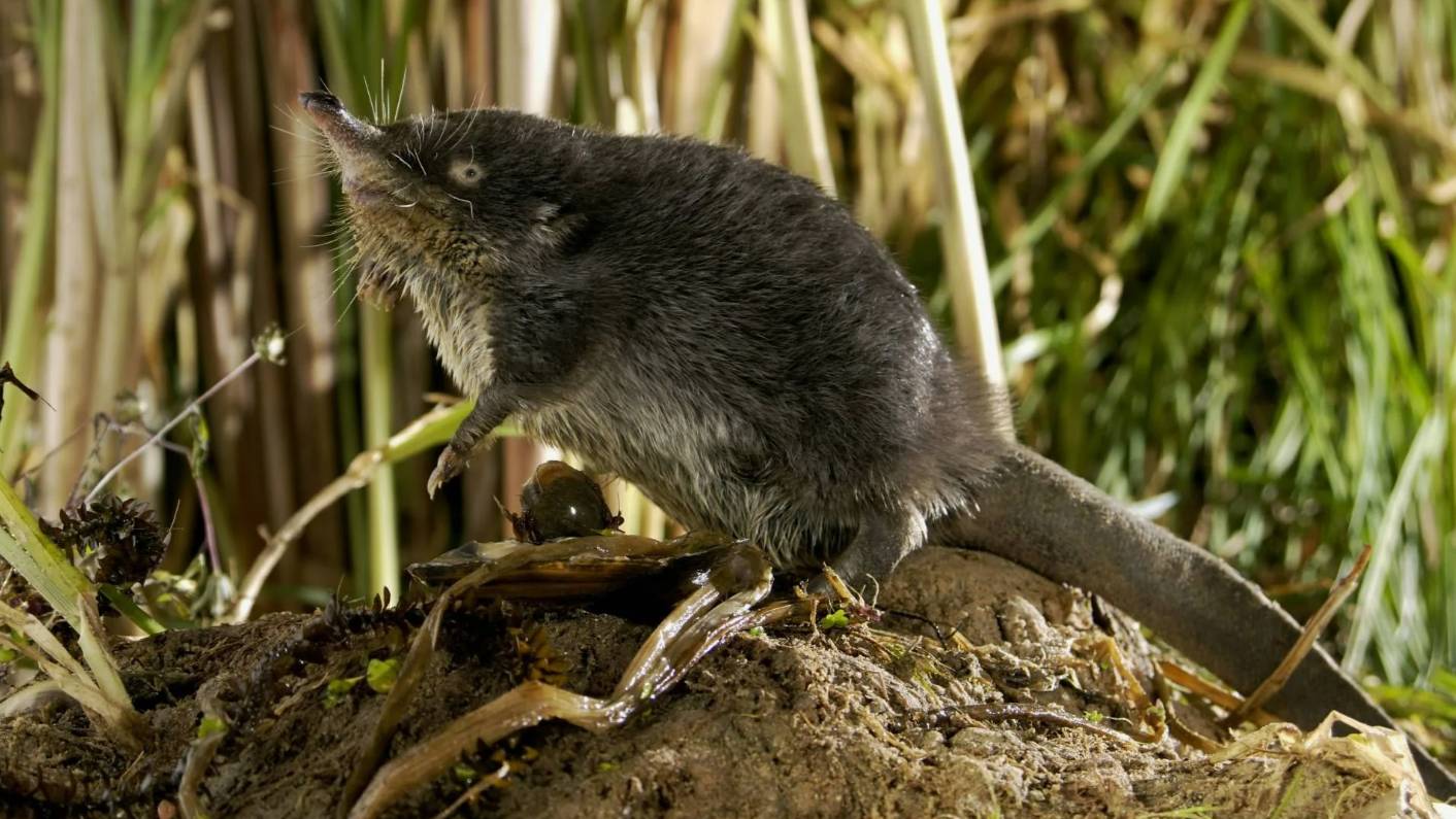 Выхухоль: Самый смешной и необычный житель рек | Интересные факты про выхухоль смотреть онлайн