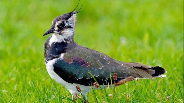 Пение Чибиса  в Природе. Голос Чибиса, Пигалицы. Поет Чибис
