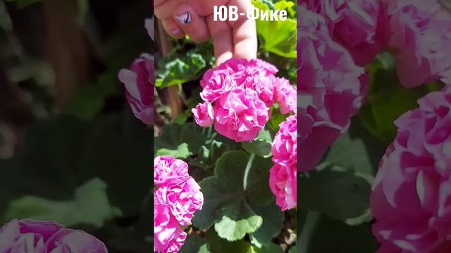 пеларгония из моей коллекции смотреть онлайн