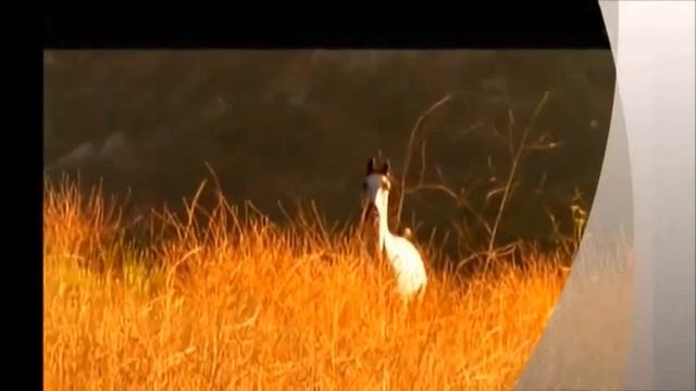 Смотреть лучшие приколы. Даже кони склоняют голову ! смотреть онлайн