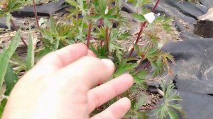 Герань лугова Midnight clouds