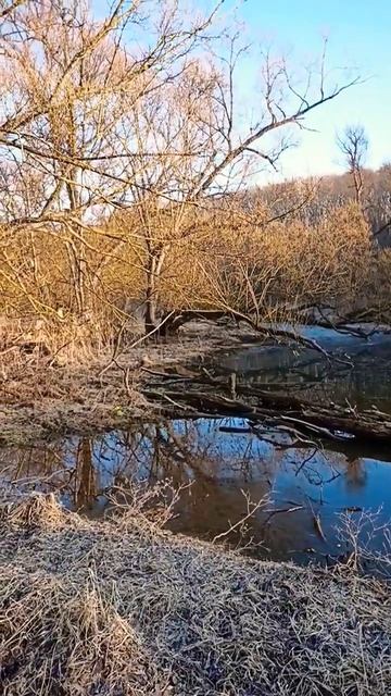 Жизнь живёт, солнце светит, мир поет, все есть одно #nature смотреть онлайн