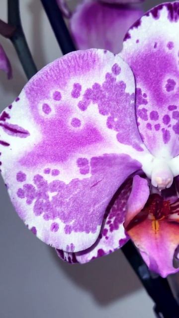 Орхидея Esmaeli 💜 https://t.me/orchids_msk #орхидеи #фаленопсис #орх? смотреть онлайн