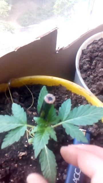 Автоцвет на подоконнике смотреть онлайн