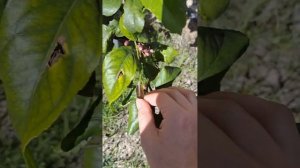 🍋🌿Как спасти лимонное дерево 🍋