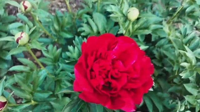 Peony King's Ransom (Кингс рансом) / Пионы Александры Спасской