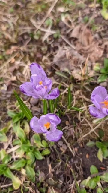 Первые весенние цветы смотреть онлайн