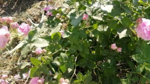 РОЗА ЛАВЕНДЕР ЛЕССИ (Lavender Lassie). Ей 4 года, мускусный гиб?