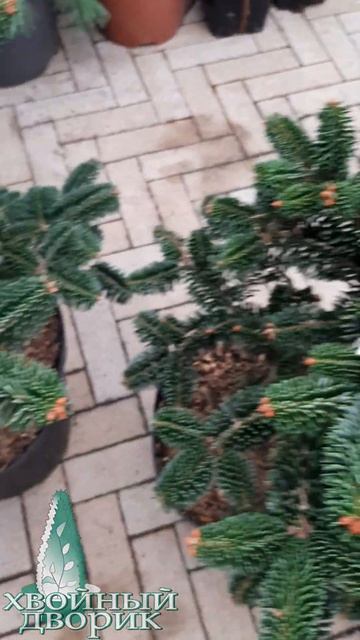 🌲Пихта Нумидийская Баронагель | Telegram: https://t.me/love_is_hvoiny_ смотреть онлайн
