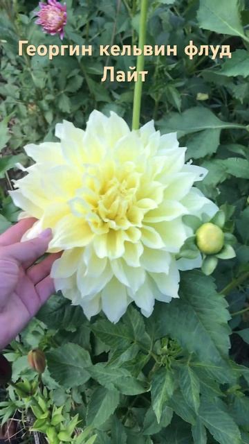 Георгин струящийся свет #георгин смотреть онлайн