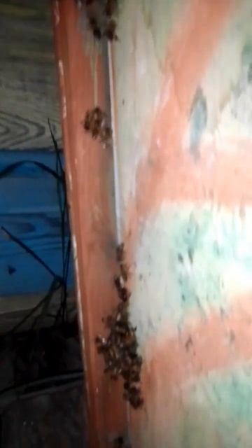 с леса на поле лаванды день 1 смотреть онлайн