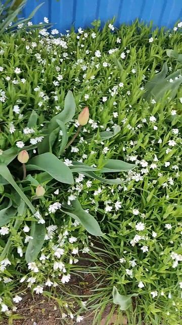 Весна на юге России 12.04.2025 #анапа #новороссийск #красно? смотреть онлайн