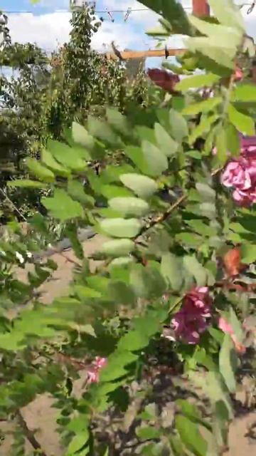 16 мая 2018 г. смотреть онлайн