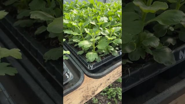 #растения #огород #мультифлора #хризантема #дача #цветы смотреть онлайн