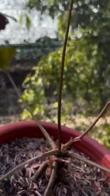 For Sell Anthurium Red Spider 🔥 #sorts смотреть онлайн