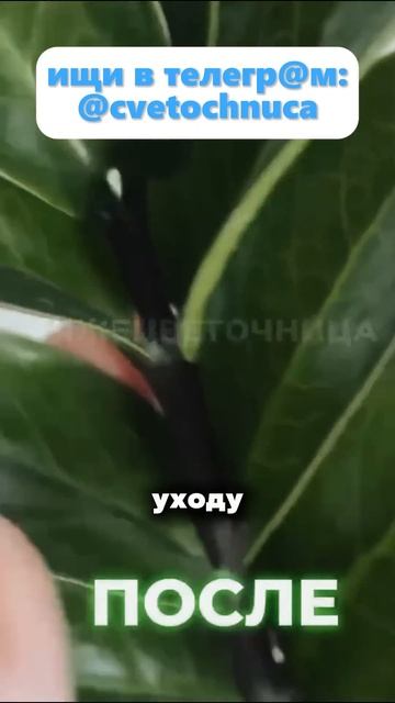 Свекровь в шоке,не поверила ,что я смогла вот так#цветы смотреть онлайн