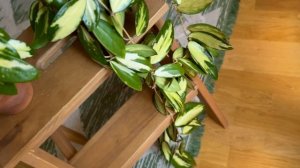 Hoya Acuta yellow variegata- желтая или белая?! на чьей стороне ты?!