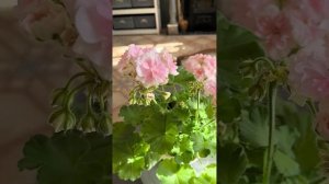 ТА_Анастейша Пеларгония