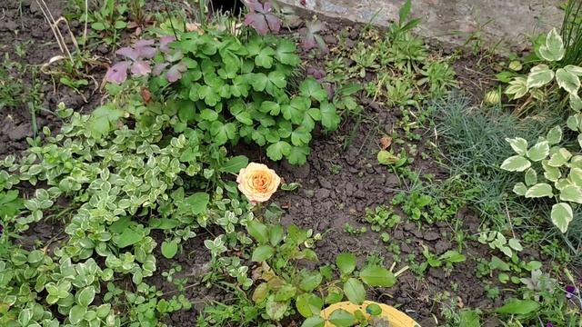 Лилии зацвели. Больше их у меня не будет. смотреть онлайн