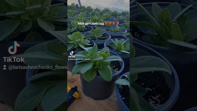 #сурфинии #петунии #вербена #flower #подпишись #nature #садмеч смотреть онлайн