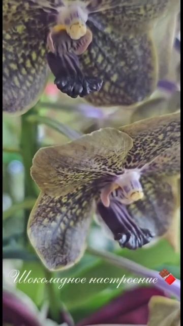 Шоколадное настроение 🍫 #орхидеи #ванда смотреть онлайн