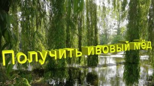 Как получить взяток с ивы? Советы от Профессора Кашковского