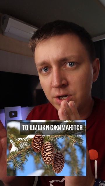 Что не так С ШИШКАМИ на елках? #shorts #интересныефакты #фа смотреть онлайн