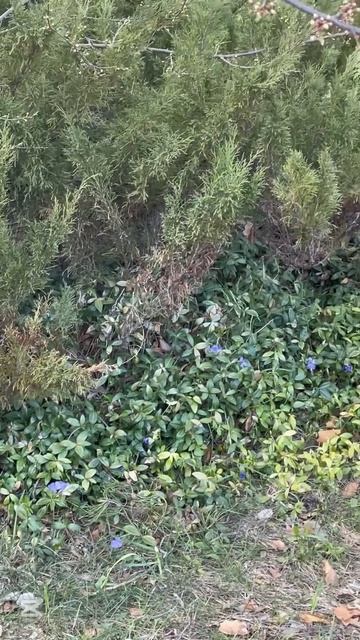 Не пропустите! Зацвёл Борвинок Первые весенние цветы ? смотреть онлайн