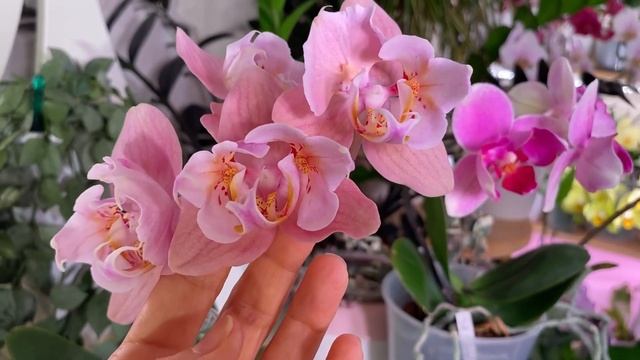 Первые цветения:amabilis Surabaya, NCK The Queen, PF 5004, Jiuhbao Angel