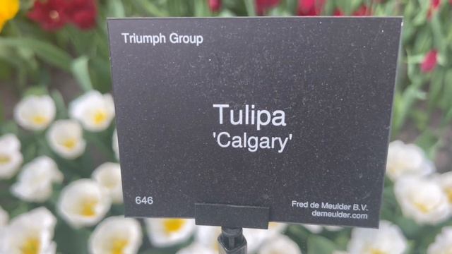 KEUKENHOF #2025 ЕСТЬ ЛИ СМЫСЛ ЕХАТЬ ТАК РАНО В НИДЕРЛАНДЫ смотреть онлайн