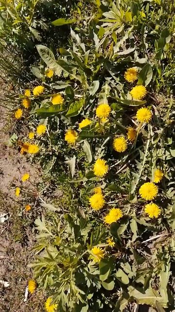 Вчера был снег, а сегодня уже одуванчики распустилис смотреть онлайн