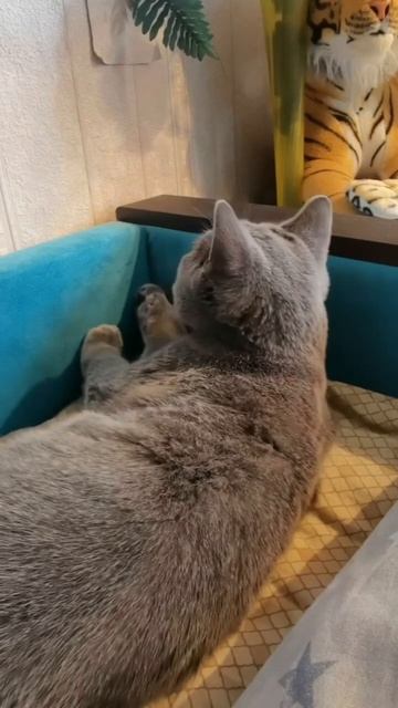 Тома ничего не смещает, ест сколько хочет и носится ве? смотреть онлайн