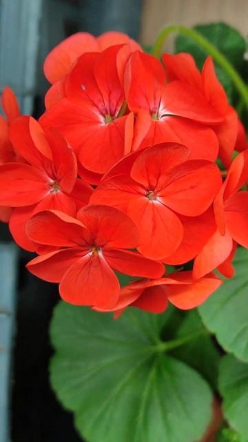 Pelargonium/Пеларгония из семян смотреть онлайн