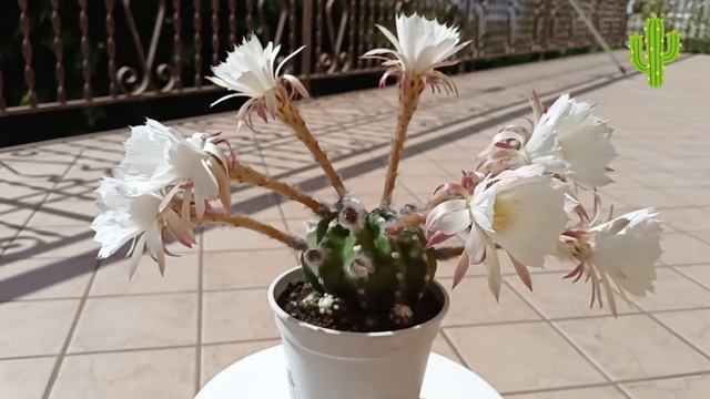 Кактус без колючек Echinopsis Subdenudata.