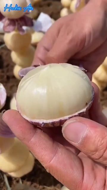 УДИВИТЕЛЬНЫЕ ФРУКТЫ#ОВОЩИ#ягоды смотреть онлайн