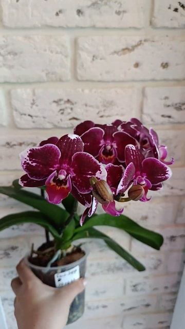 бордовая орхидея смотреть онлайн