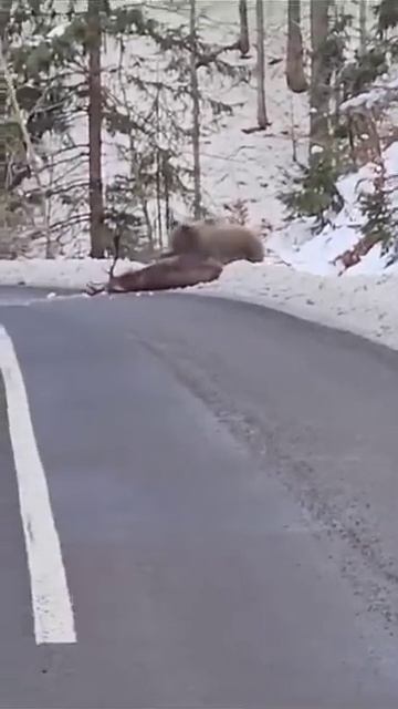 Медведь шатун. видимо очень голодный. Приморский край. смотреть онлайн